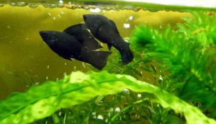 freshwater fish - poecilia latipinna - black sailfin molly stocking in 32 gallons tank - Black Sailfin Molly