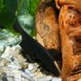 freshwater fish - apteronotus albifrons - black ghost knifefish stocking in 32 gallons tank - Black Ghost Knifefish