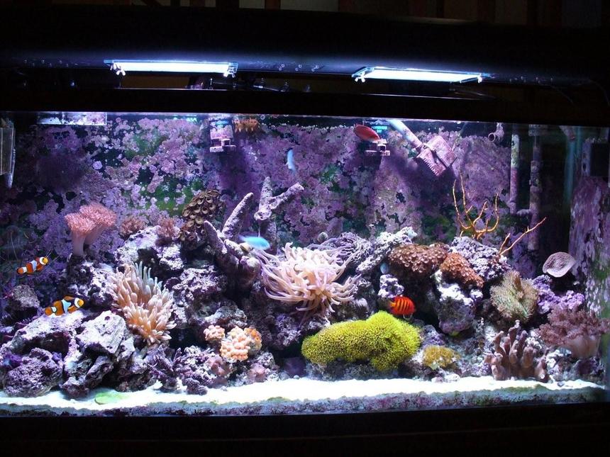 Rated #136: 55 Gallons Reef Tank - My Oceanic 55