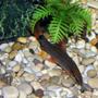 freshwater fish - botia modesta - redtail botia loach stocking in 32 gallons tank - Red tail Loach