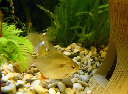 freshwater fish - metynnis argenteus - silver dollar stocking in 32 gallons tank - Silver Dollar