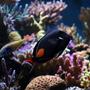 saltwater fish - acanthurus achilles - achilles tang stocking in 210 gallons tank - achilles