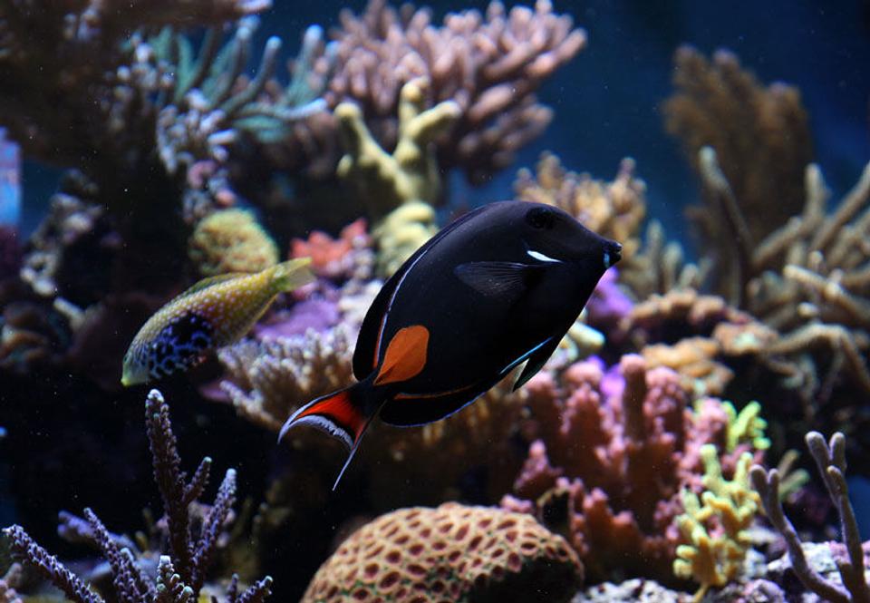 saltwater fish - acanthurus achilles - achilles tang stocking in 210 gallons tank - achilles