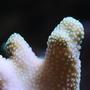 corals inverts - stylophora pistillata - butternut stylophora coral stocking in 210 gallons tank - stylo