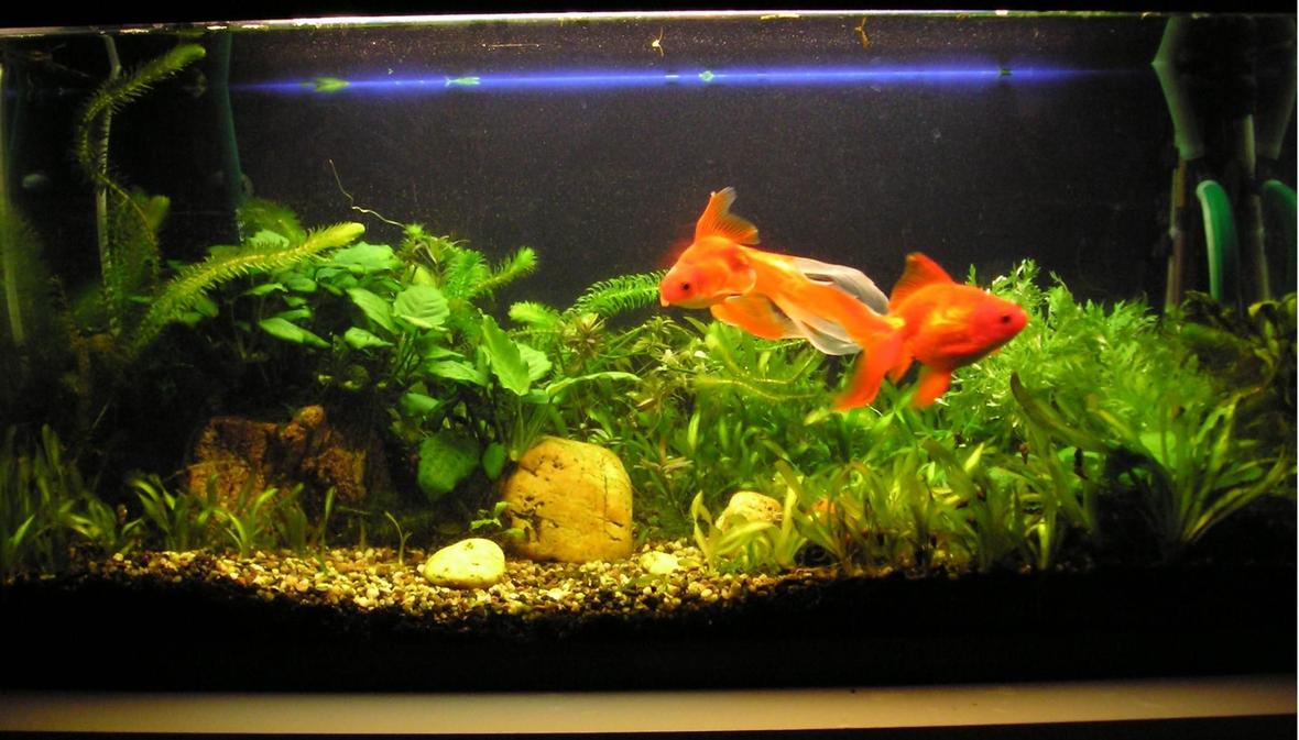 29 gallons planted tank (mostly live plants and fish) - This is what my tank looked like in january 2008, after my fish had eaten most of the newly added plants. I'm trying to get the remainign plants to grow, it's not really working though.