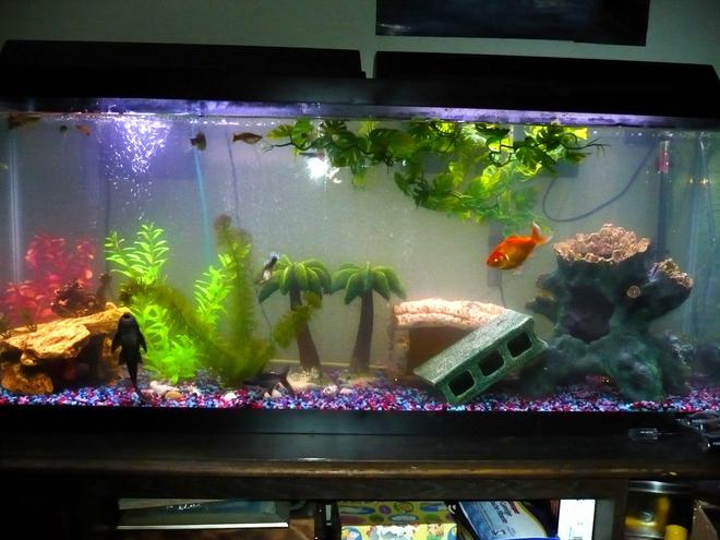 55 gallons freshwater fish tank (mostly fish and non-living decorations) - 55gal community tank.