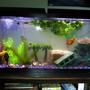 55 gallons freshwater fish tank (mostly fish and non-living decorations) - 55gal community tank.