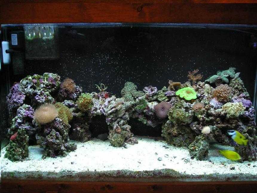 Rated #91: 90 Gallons Reef Tank - 90 Gallon Wonderland with something new everyday.