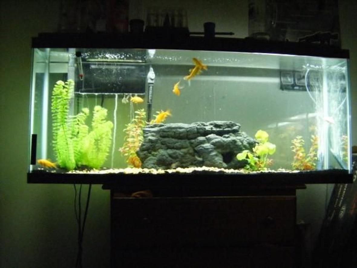 55 gallons freshwater fish tank (mostly fish and non-living decorations) - my 55 gallon full view