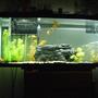 55 gallons freshwater fish tank (mostly fish and non-living decorations) - my 55 gallon full view