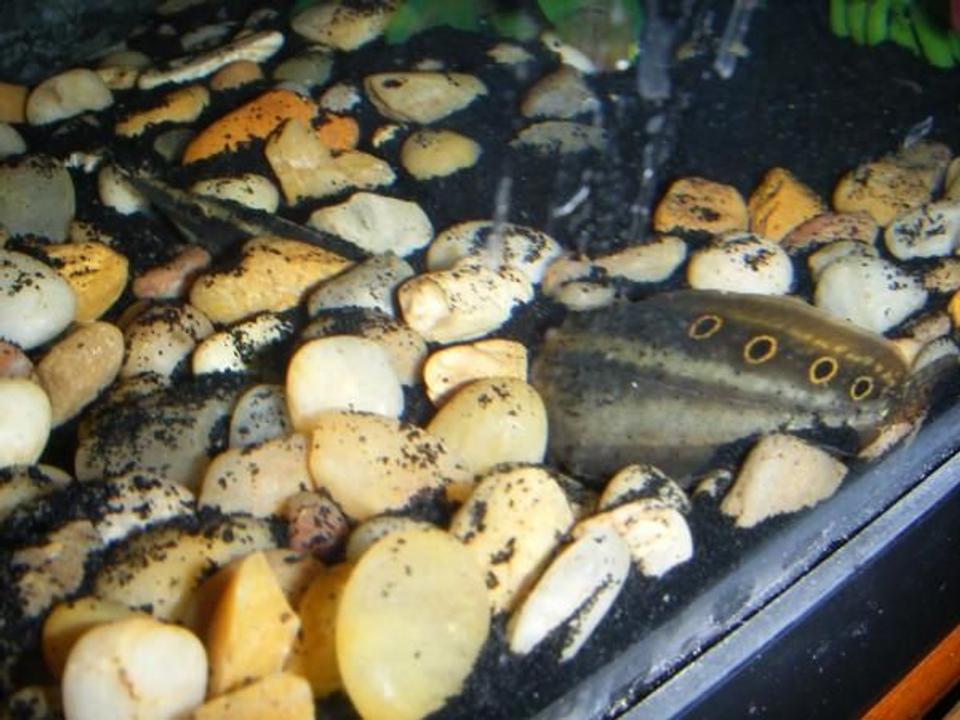 freshwater fish - macrognathus siamensis - peacock eel stocking in 55 gallons tank - peacock eel burrowed