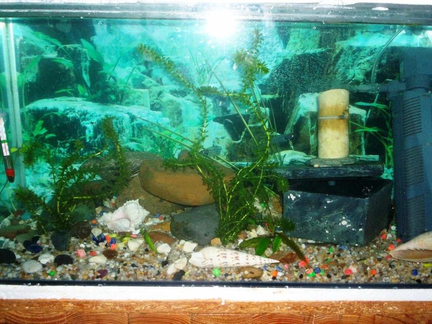 Rated #520: 700 Gallons Freshwater Fish Tank - dwarf cichlid tank 2 .5 foot, whipped up in 1 day