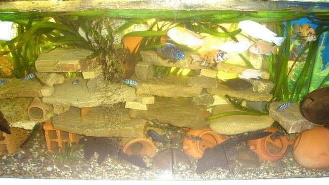 70 gallons freshwater fish tank (mostly fish and non-living decorations) - cichlides africain
