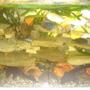 70 gallons freshwater fish tank (mostly fish and non-living decorations) - cichlides africain