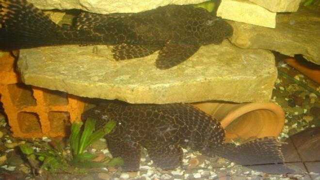 freshwater fish - glyptoperichthys gibbiceps - sailfin pleco (l-83) stocking in 70 gallons tank - pleco 1+1