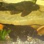 freshwater fish - glyptoperichthys gibbiceps - sailfin pleco (l-83) stocking in 70 gallons tank - pleco 1+1