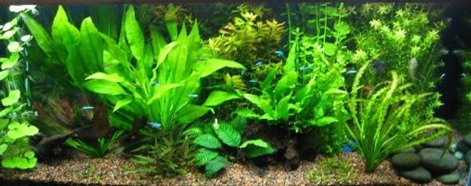 75 gallons planted tank (mostly live plants and fish) - nature run