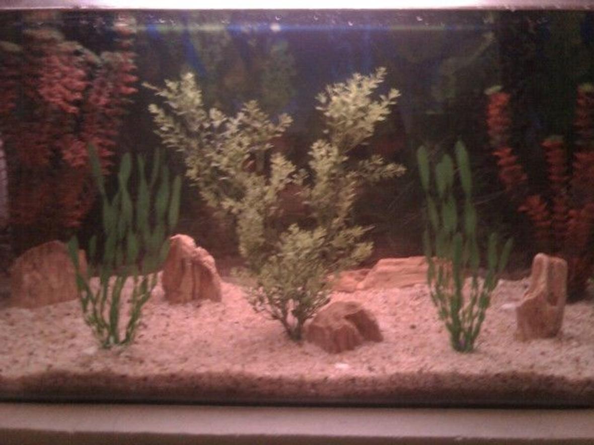 45 gallons freshwater fish tank (mostly fish and non-living decorations) - nothing g8t ......