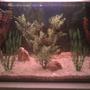 45 gallons freshwater fish tank (mostly fish and non-living decorations) - nothing g8t ......