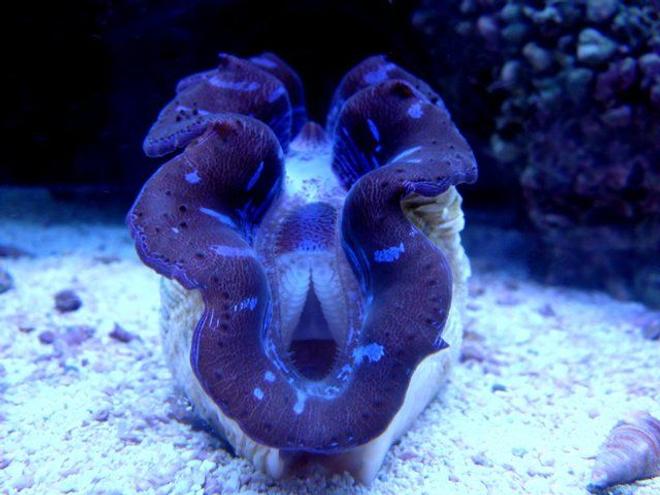 corals inverts - tridacna maxima - blue maxima clam stocking in 46 gallons tank - My new clam!!
