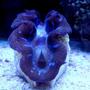corals inverts - tridacna maxima - blue maxima clam stocking in 46 gallons tank - My new clam!!