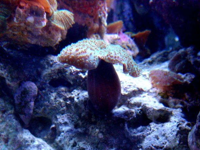corals inverts - rhodactis indosinensis - hairy mushroom stocking in 46 gallons tank - New Mushroom