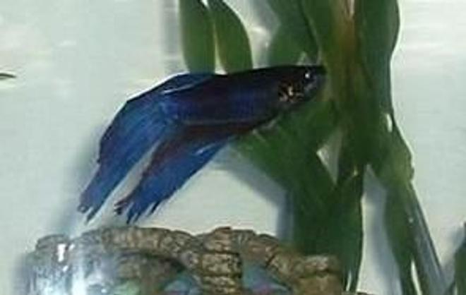 freshwater fish - betta splendens - betta - male stocking in 29 gallons tank - Hughie the Beta.