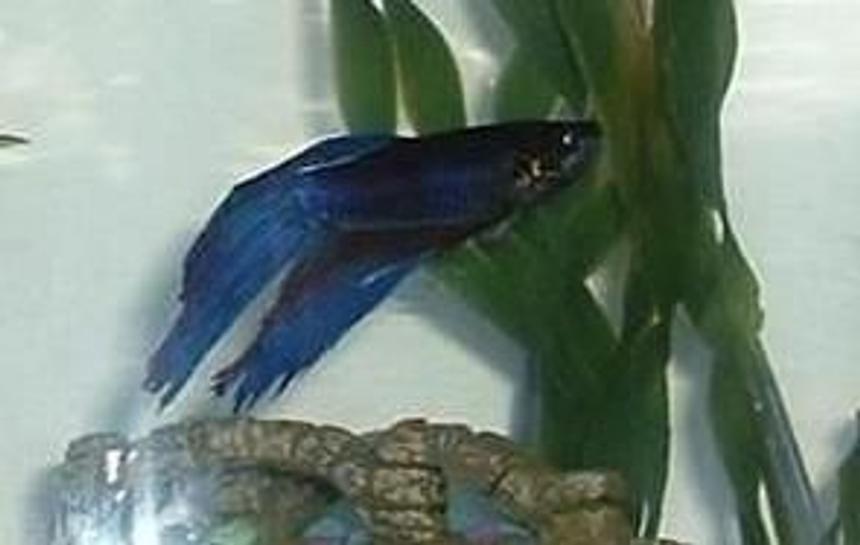Rated #2093: Freshwater Fish - Betta Splendens - Betta - Male Stocking In 29 Gallons Tank - Hughie the Beta.