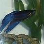 freshwater fish - betta splendens - betta - male stocking in 29 gallons tank - Hughie the Beta.
