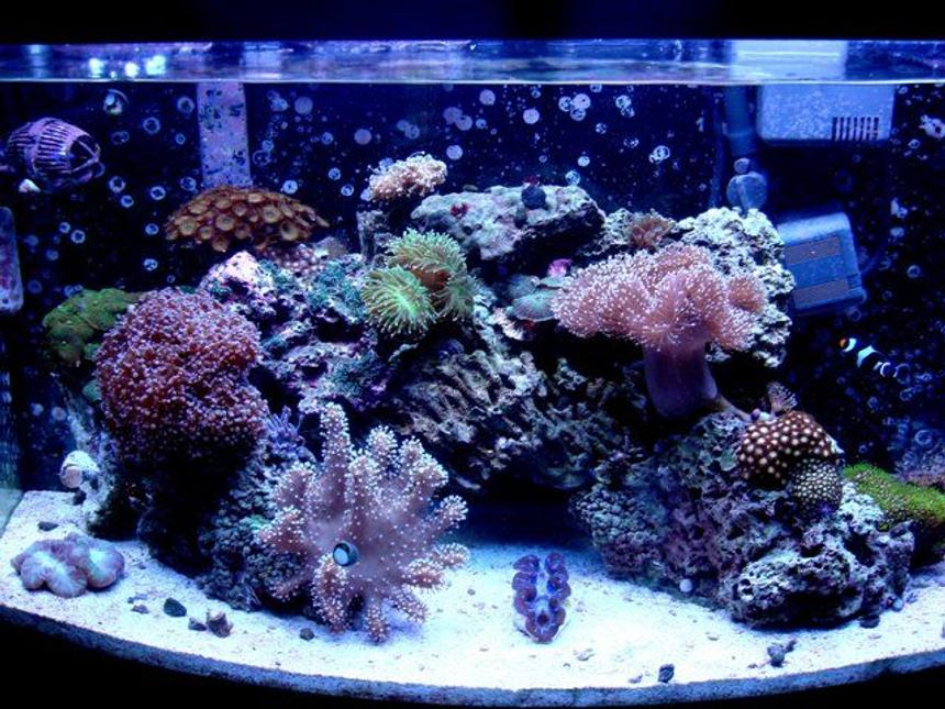 Rated #45: 46 Gallons Reef Tank - Most recent update of my whole tank!