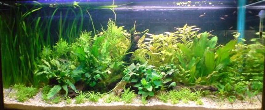 Rated #59: Planted Tank - 250 litre plant tank. Recent scape.