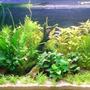 planted tank (mostly live plants and fish) - 250 litre plant tank. Recent scape.