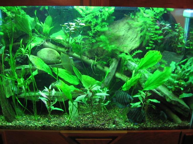 45 gallons planted tank (mostly live plants and fish) - Planted Freshwater with Discus
