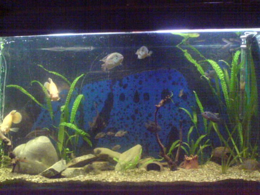 Rated #3506: 100 Gallons Freshwater Fish Tank - american cichlids tank 365 litres