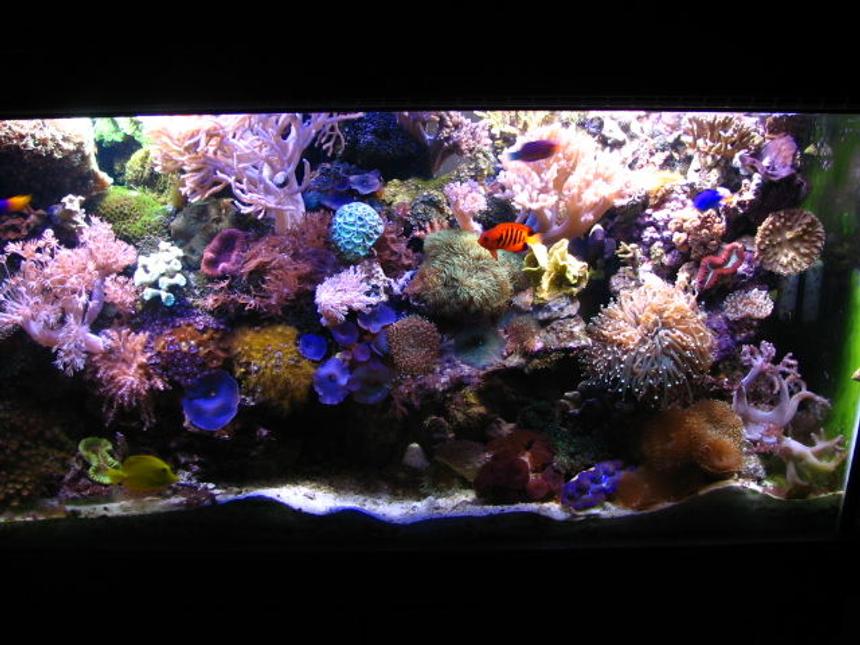 Rated #6: 90 Gallons Reef Tank - Whole Tank