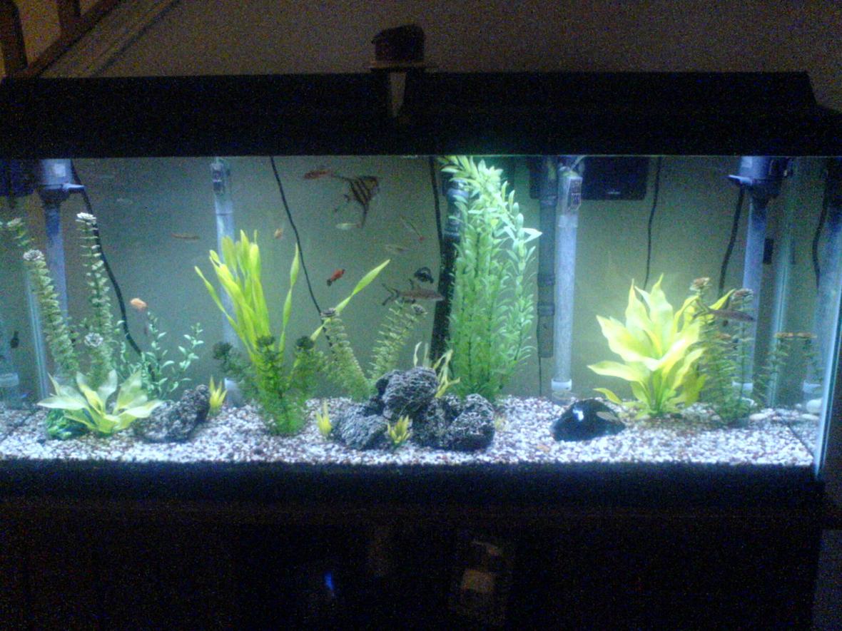 55 gallons freshwater fish tank (mostly fish and non-living decorations) - Here is my 55 gal tank :) I am open to suggestions for improving the landscaping :)