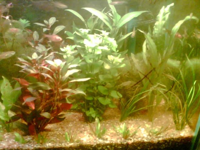 47 gallons planted tank (mostly live plants and fish) - my planted tank photo taken from nokia 3230