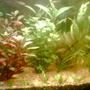 47 gallons planted tank (mostly live plants and fish) - my planted tank photo taken from nokia 3230