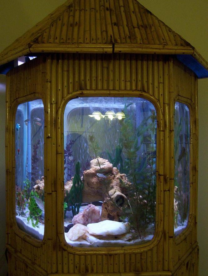 50 gallons freshwater fish tank (mostly fish and non-living decorations) - bamboo tank
