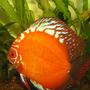 freshwater fish - golden crystal discus stocking in 38 gallons tank - my now 2 year old golden crystal discus.
