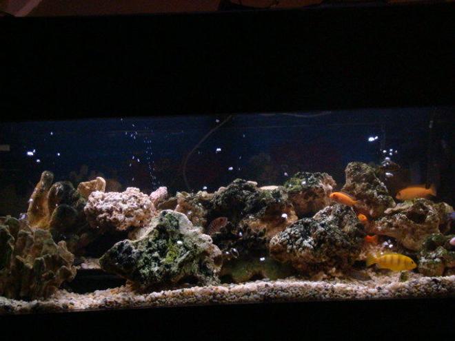 75 gallons freshwater fish tank (mostly fish and non-living decorations) - new set up jan 28 2008