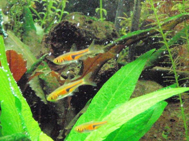 freshwater fish - rasbora heteromorpha - golden harlequin rasbora - porkchop rasboras