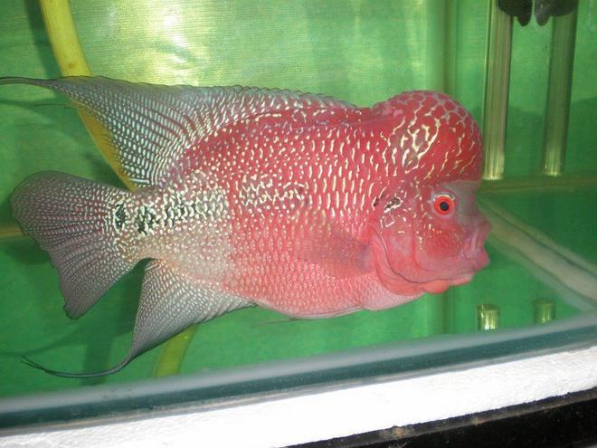 freshwater fish - cichlasoma sp. - flower horn cichlid stocking in 105 gallons tank - LATEST ONE
