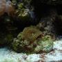 fish tank picture - green plate coral