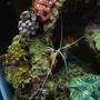 fish tank picture - cleaner shrimp