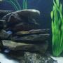 fish tank picture - Side view 2