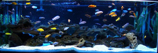 180 gallons freshwater fish tank (mostly fish and non-living decorations) - 180g Mbuna Aquarium