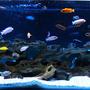 180 gallons freshwater fish tank (mostly fish and non-living decorations) - 180g Mbuna Aquarium
