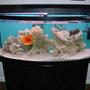 150 gallons saltwater fish tank (mostly fish, little/no live coral) - 72 gallon bow tank