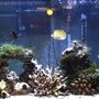 65 gallons saltwater fish tank (mostly fish, little/no live coral) - More Fish